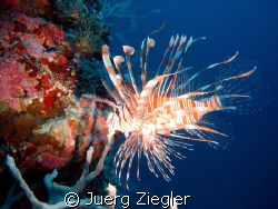 Red Alert !
Lionfish in the wall ... 
Red Alert !

sm... by Juerg Ziegler 